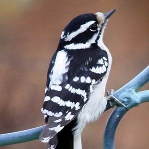 Meet your Posher, Joseph